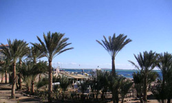 Palmenstrand in Hurghada